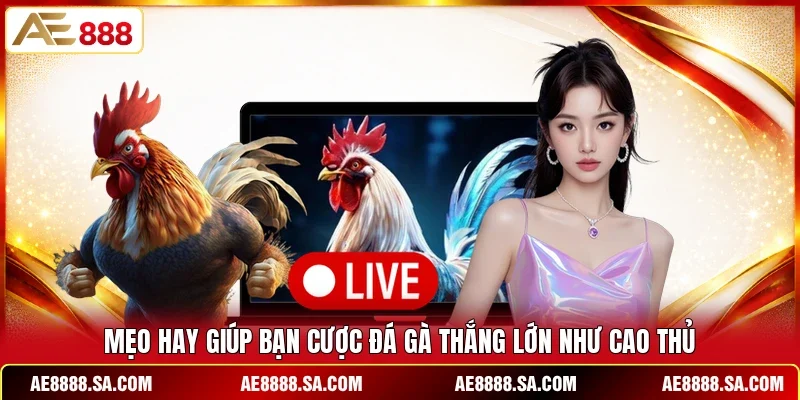 Mẹo hay giúp bạn cược đá gà thắng lớn như cao thủ