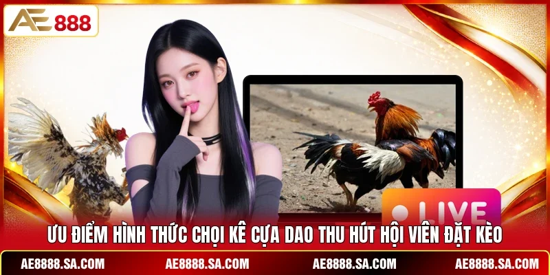 Ưu điểm hình thức chọi kê cựa dao thu hút hội viên đặt kèo